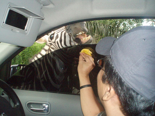 feeding-zevra-safari-june-2009