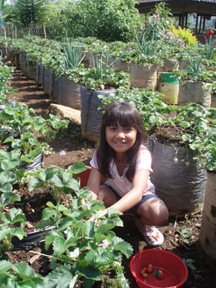 di-kebun-stroberi-1